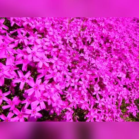 樱花校园直升机攻略：揭秘隐藏位置，轻松解锁飞行乐趣