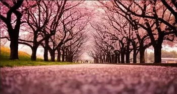 樱花校园迷路指南:揭秘迷路者常驻神秘地点 樱花校园迷路指南:揭秘迷路者常驻神秘地点