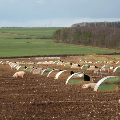 最强蜗牛宠物小屋三宝寻宝攻略：高效定位技巧揭秘