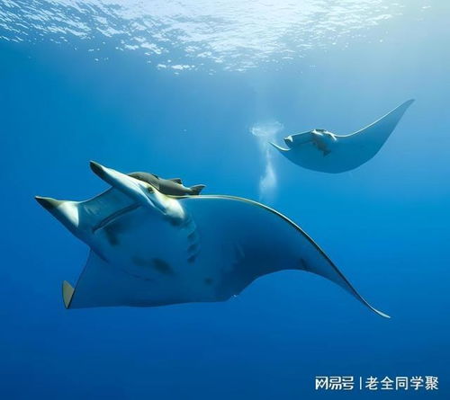 妄想山海蝠鲼捕捉攻略：揭秘蝠鲼坐标及高效捕获技巧