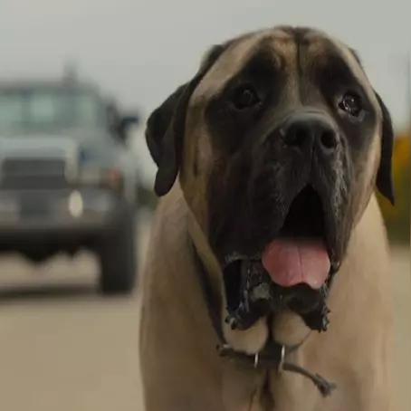 猎犬芯片攻略:手游使命召唤芯片使用技巧深度解析 猎犬芯片攻略:手游使命召唤芯片使用技巧深度解析