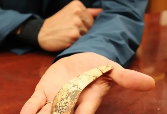 虎齿夹究竟能孵化珍稀蛋？揭秘其神秘用途！