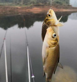中秋囤金鱼必看！咸鱼之王独家攻略，轻松解锁黄金鱼技巧