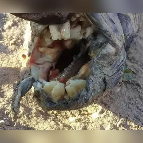 最强蜗牛脸书高效攻略：揭秘属性获取技巧，轻松升级！