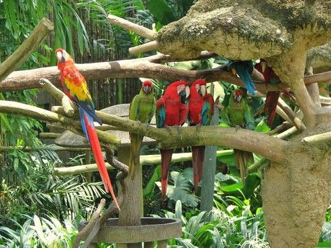 金刚鹦鹉获取攻略：海量途径深度解析，一网打尽！