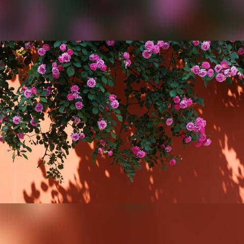 江南百景图桃花村钥匙寻获攻略，宝库解锁秘籍大揭秘