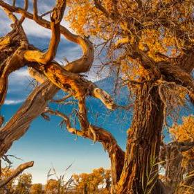 不朽之旅开荒必备！树枝燃烧流攻略，轻松流开荒新体验