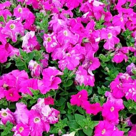 《麻雀复合弓使用攻略》解锁技巧，手游使命召唤必备高阶玩法