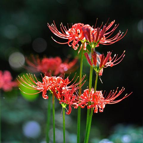 九幽黄泉英雄技能深度解析：漫斗纪元必备攻略技巧揭秘