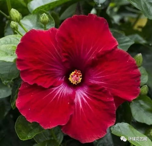 四象花姬星徒技能解析：揭秘花姬花语独特魅力