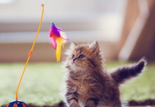 逗猫棒使用技巧揭秘：小花园灵猫传逗猫攻略全解析