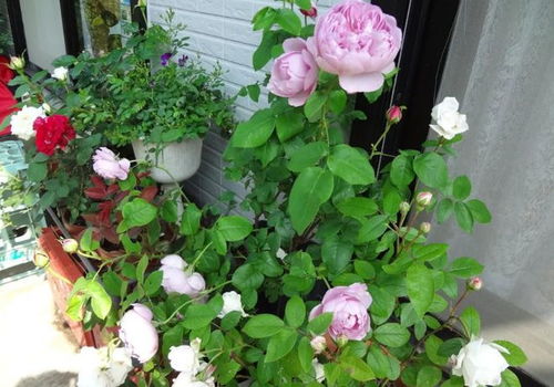 江南百景图红碧桃花攻略：快速获取与种植技巧揭秘