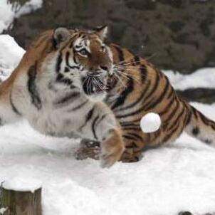《天涯明月刀》手游飞跃雪球攻略：揭秘独门特色玩法技巧