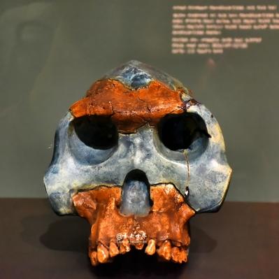 《伊甸园的骄傲切露西》角色技能解析：深度攻略助你轻松上分