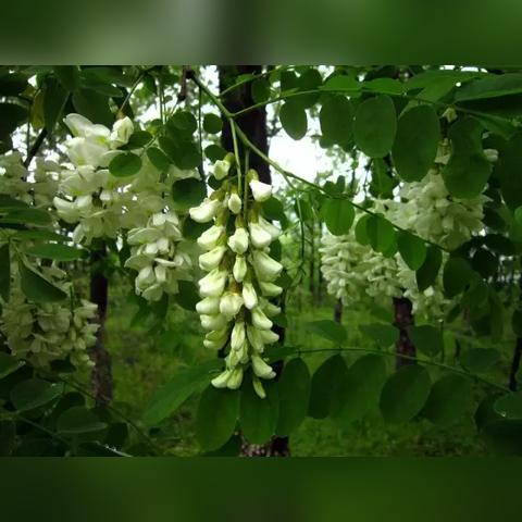 天涯明月刀手游甜香之罐真假揭秘:独家鉴定技巧大公开 天涯明月刀手游甜香之罐真假揭秘:独家鉴定技巧大公开