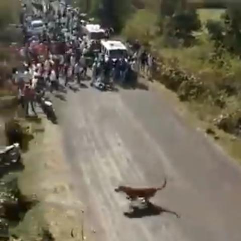 《谁也别想跑》第27关通关秘籍：高效攻略助你一跃而过