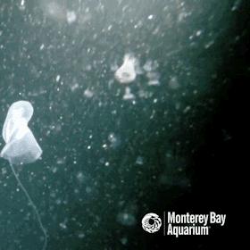 最强蜗牛特工死亡之翼攻略：解锁死亡之翼独特玩法技巧揭秘