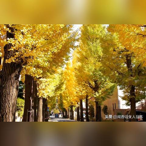 江南百景图银杏奇效揭秘：百年银杏助力游戏升级攻略