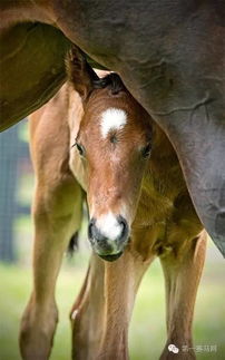 十大热门耐玩马匹游戏盘点:揭秘玩家最爱马战传奇 十大热门耐玩马匹游戏盘点:揭秘玩家最爱马战传奇