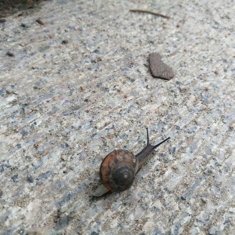 最强蜗牛回归攻略:高效完成任务新技巧揭秘 最强蜗牛回归攻略:高效完成任务新技巧揭秘