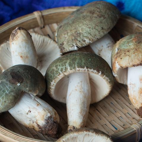 天涯明月刀手游独家揭秘：爆炒见手青食谱配方，轻松学会美味制作！