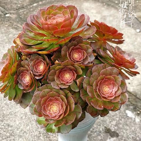 新手必看！小小法师入门攻略，快速上手技巧揭秘