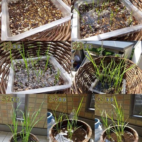 天穗之咲稻姬高效动物捕捉攻略,轻松解锁稀有收集技巧 天穗之咲稻姬高效动物捕捉攻略,轻松解锁稀有收集技巧