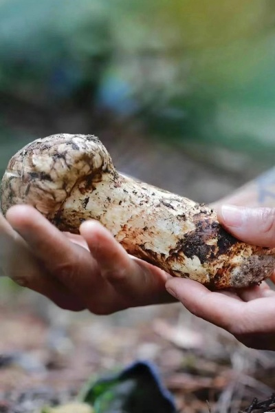 松茸寻踪：揭秘侠客世界中的珍稀食材及其独特属性