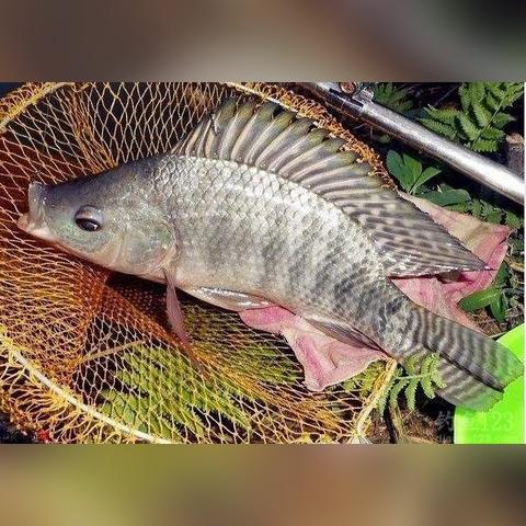 烟雨江湖武道新搭配攻略，独家盘点助你战力飙升