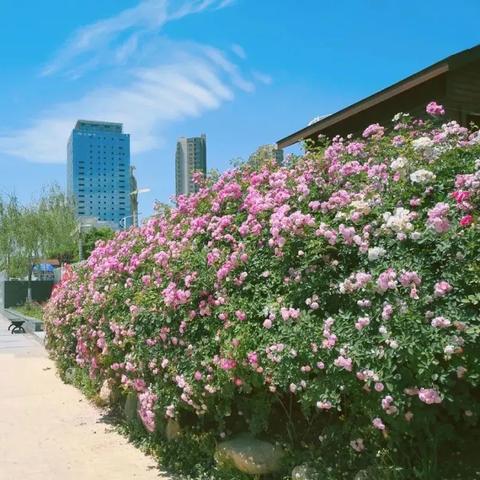 远古遗迹技能攻略：不朽之旅最佳技能选择揭秘