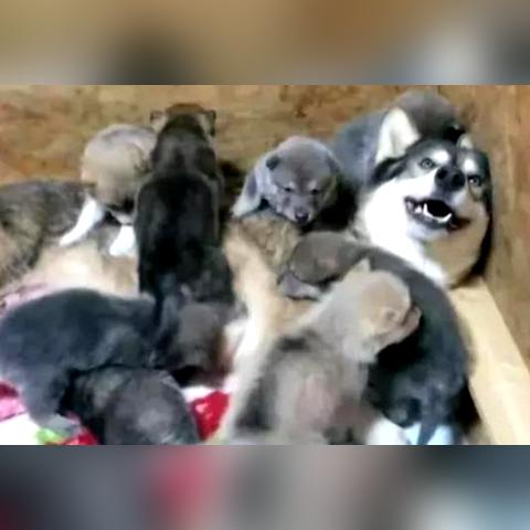 《天涯明月刀》手游哈士奇轻松获取技巧，独家攻略助你快速升级