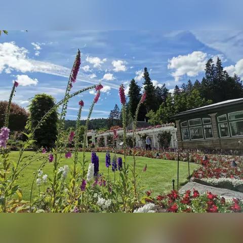 光遇弹奏技巧揭秘：Salley Gardens简谱攻略分享，轻松入门！