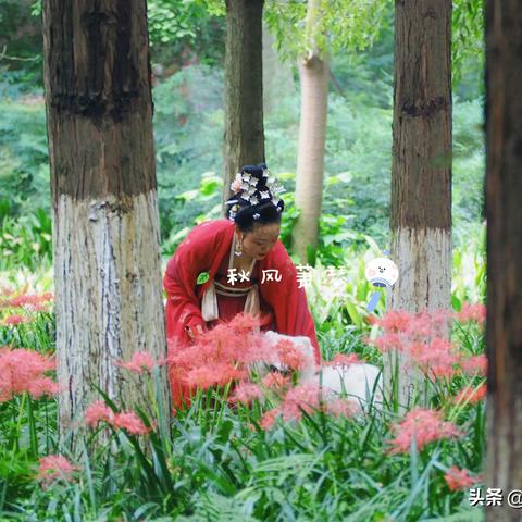 彼岸花秘境探秘：华夏人生彼岸花精准定位攻略