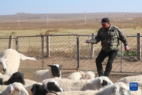 华夏人生羊圈制作技巧揭秘:高效攻略助你打造完美羊圈 华夏人生羊圈制作技巧揭秘:高效攻略助你打造完美羊圈