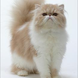 热门下载！猫咪游戏排行，揭秘最受欢迎的猫游戏下载首选