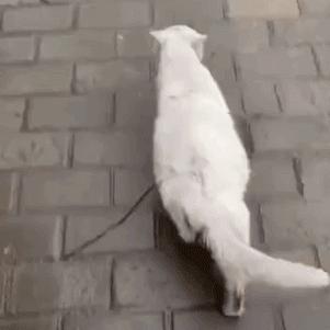 白猫病院隐藏房间速通关秘籍，解锁废弃场景新玩法