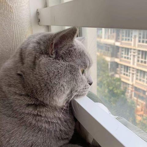 十大耐玩猫游戏盘点：揭秘猫咪玩家的最爱，趣味无限！