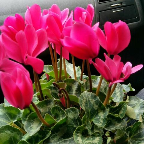 最新阖家欢乐指南：揭秘热门精选游戏玩法攻略