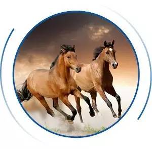 热门马匹游戏盘点：人气飙升，哪款最受玩家喜爱？