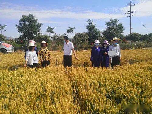 悠长假期巨大小麦种植攻略：高效种植技巧揭秘