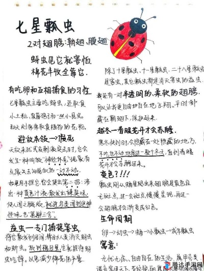 悠长假期七星瓢虫捕捉攻略：高效技巧揭秘，轻松上手！