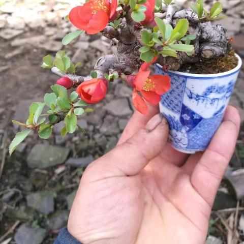 植物大战僵尸2第九关四全攻略，轻松通关秘籍大公开