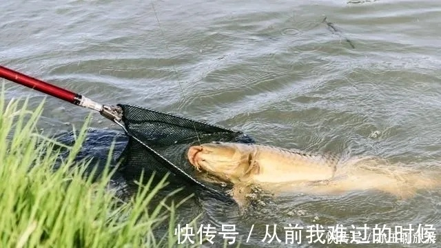 悠长假期毛毛虫钓鱼攻略：高效技巧揭秘，轻松捕获大鱼