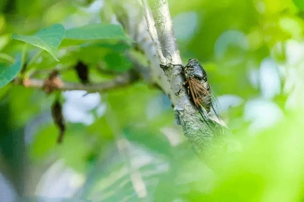 悠长假期捕蝉技巧揭秘：轻松一招教你蝉儿到手