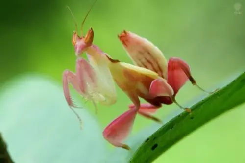 悠长假期兰花螳螂深度解析：昆虫图鉴必备攻略