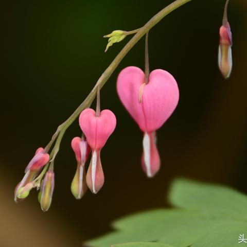 《光遇》月光乐谱竖琴钢琴版数字简谱攻略分享,解锁音乐新境界 《光遇》月光乐谱竖琴钢琴版数字简谱攻略分享,解锁音乐新境界
