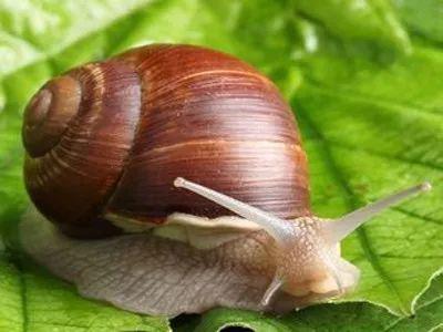 8月最强蜗牛大更新揭秘：7号必看独家新内容亮点！