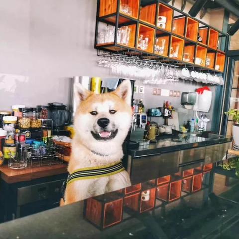 2024年度热门宠物游戏盘点:揭秘最受玩家喜爱之作 2024年度热门宠物游戏盘点:揭秘最受玩家喜爱之作