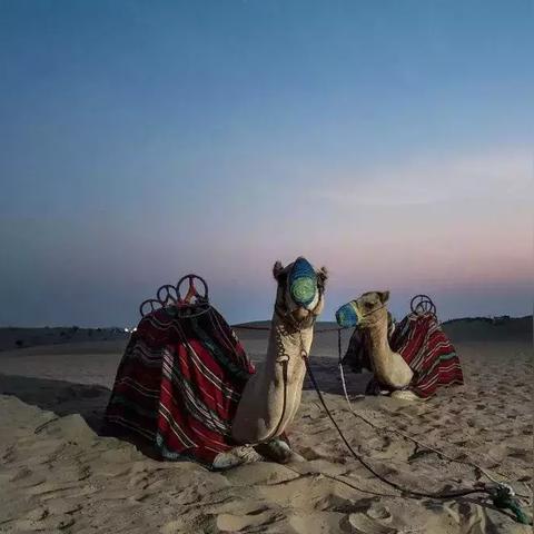 光遇高效烛光攻略：揭秘快速收集技巧，轻松点亮你的冒险之旅