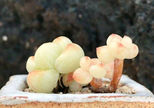 揭秘最强蜗牛高丽贵重品：独家专属物品价值解析